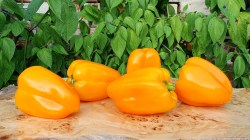 grand orange8